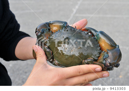 アカテノコギリガザミ アカテノコギリガザミ 9413303