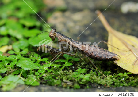 ヒナカマキリ ヒナカマキリ 9413309