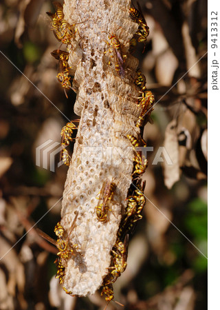 ヒメホソアシナガバチとその巣 9413312