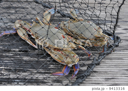 カニカゴに掛ったジャノメガザミ カニカゴに掛ったジャノメガザミ 9413316
