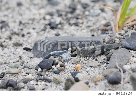 カワラバッタ 9413324