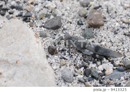 カワラバッタ 9413325