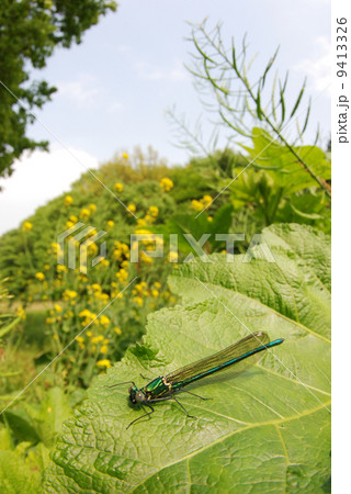 カワトンボの仲間 9413326
