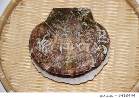 ホタテ貝 ホタテ貝 9413444