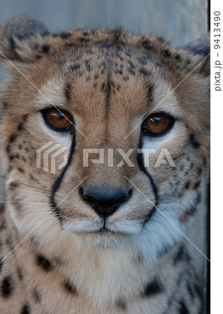 チーター 9413490