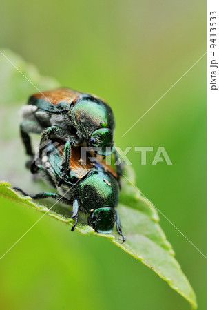 交尾するマメコガネ 交尾するマメコガネ 9413533