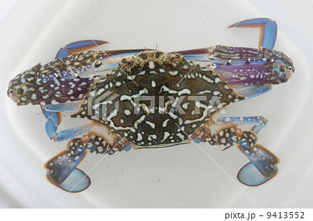 タイワンガザミ(オス) タイワンガザミ(オス) 9413552