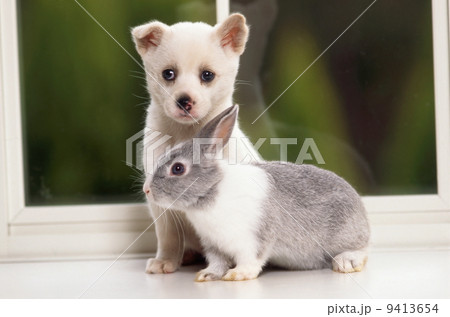仔犬とミニウサギ 仔犬とミニウサギ 9413654