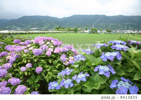 開成町のアジサイ全景 開成町のアジサイ全景 9413835