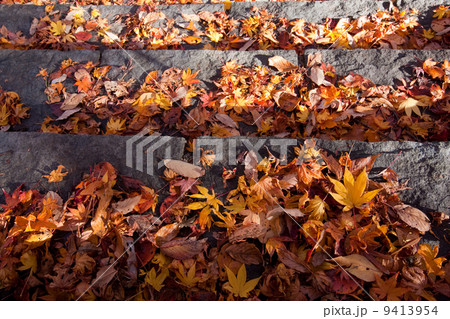 落ち葉 9413954