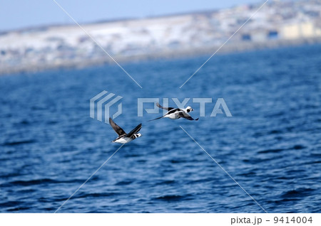 コオリガモ コオリガモ 9414004