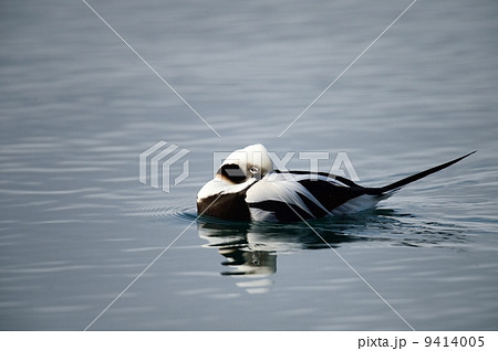 コオリガモ コオリガモ 9414005