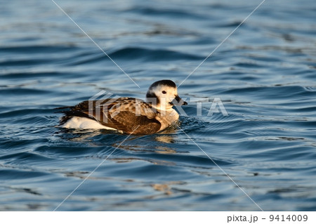 コオリガモ コオリガモ 9414009