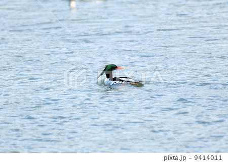 コウライアイサ コウライアイサ 9414011