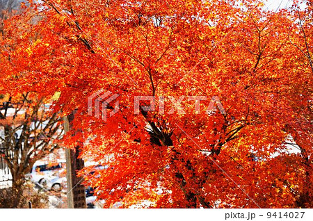 秩父路ドライブ行 9414027