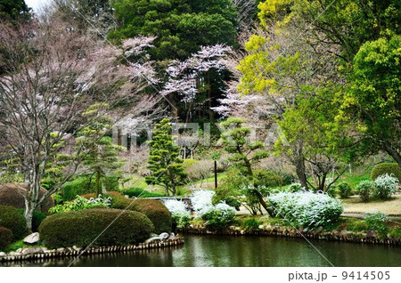 偕楽園桜紀行 偕楽園桜紀行 9414505