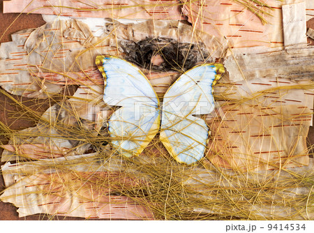abstract composition of butterflies, birch bark and straw 9414534