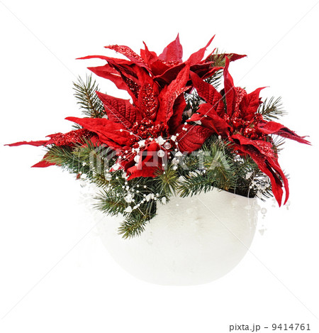 Poinsettia plant with spruce branches in vase isolated on white Poinsettia plant with spruce branches in vase isolated on white 9414761