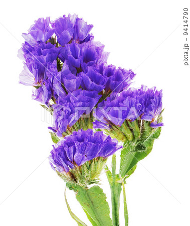 Macro shot of statice flowers isolated on white background. 9414790