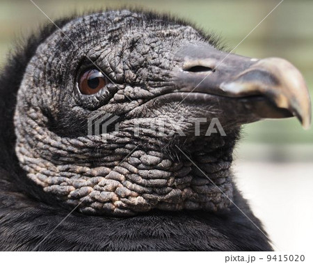 アンデスコンドル 9415020