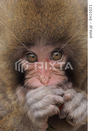 ニホンザル 9415021