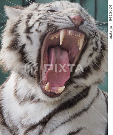 ホワイトタイガー 9415024