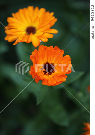 キンセンカ  キンセンカ  9415312