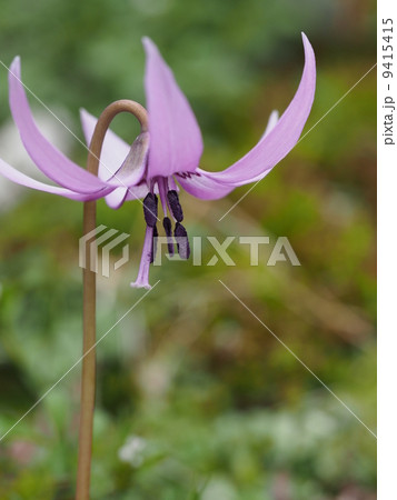 カタクリの花 9415415