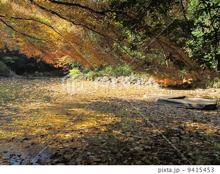 秋の東京大学 三四郎池 秋の東京大学 三四郎池 9415453
