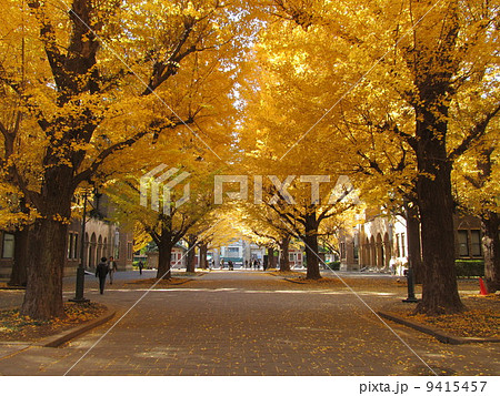 秋の東京大学 いちょう並木の写真素材 [9415457] - PIXTA