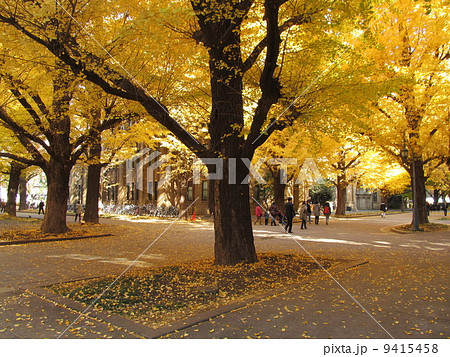 秋の東京大学 いちょう並木 秋の東京大学 いちょう並木 9415458