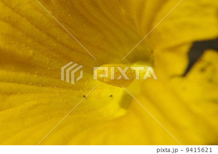 カボチャの雄蕊 9415621