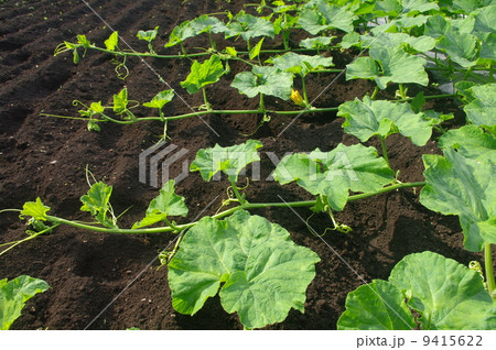 カボチャのツル 9415622