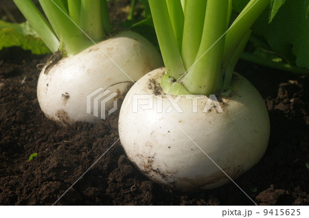 収穫期のカブ 収穫期のカブ 9415625