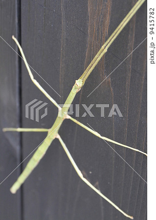 ナナフシ 9415782