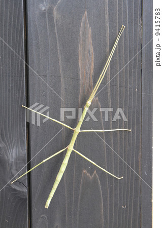 ナナフシ 9415783