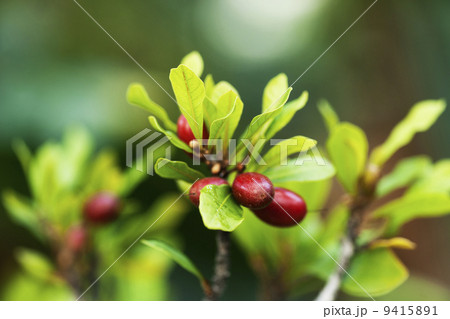 ミラクルフルーツ 9415891