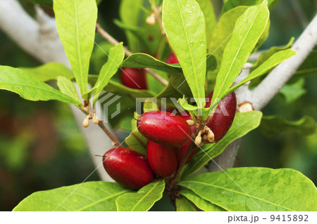 ミラクルフルーツ ミラクルフルーツ 9415892