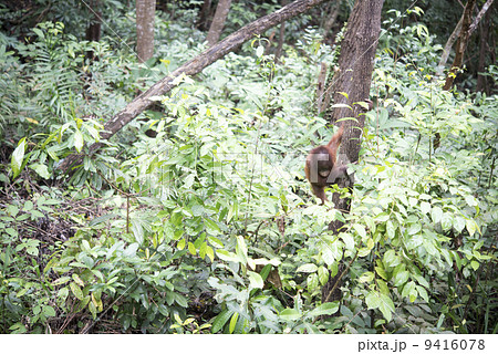 オランウータン 9416078