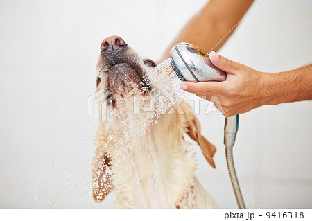 Dog in bathroom 9416318