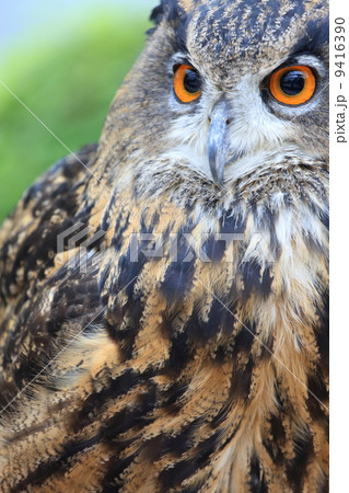 ミミズクの眼差し 9416390