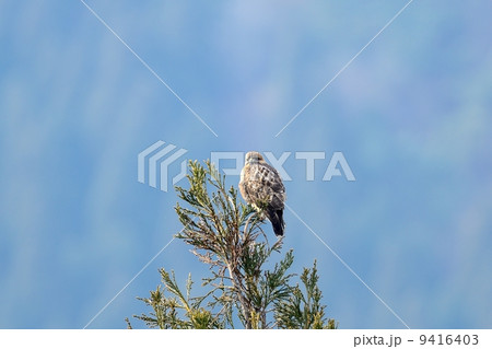 ノスリ ノスリ 9416403