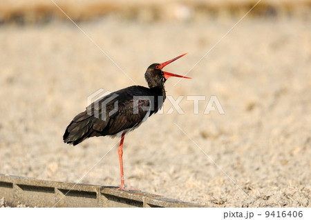 ナベコウ ナベコウ 9416406