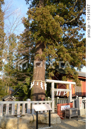 大杉神社　三郎杉 9416657