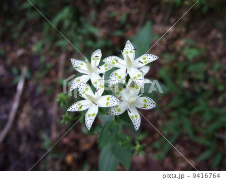 アケボノソウ アケボノソウ 9416764