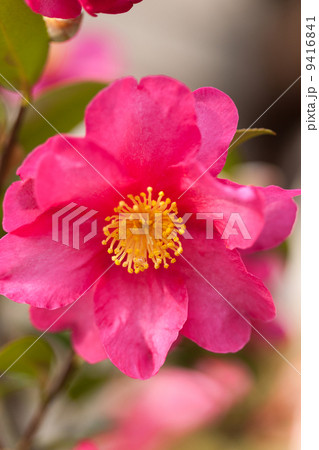 サザンカ 9416841