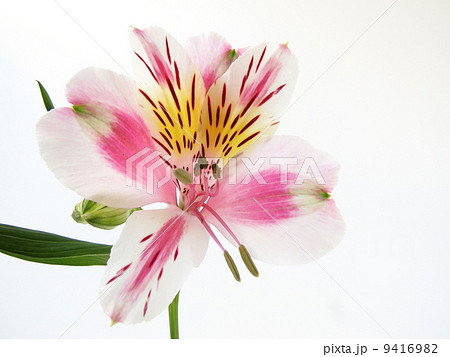 アルストロメリア アルストロメリア 9416982