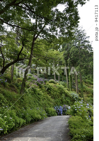 下田公園のあじさい祭 下田公園のあじさい祭 9417113