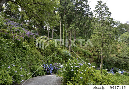 下田公園のあじさい祭 9417116