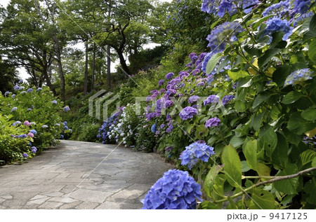 下田公園のあじさい祭 下田公園のあじさい祭 9417125